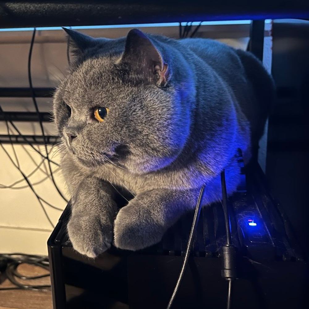 Boris, the studio cat